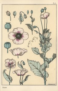 Ilustracja botaniczna maku, z częściami kwiatowymi, pod opium autorstwa Eugene Grasset