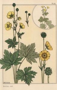 Badanie botaniczne Jaskier autorstwa Eugene Grasset