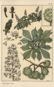 Badanie botaniczne kasztanowca autorstwa Eugene Grasset