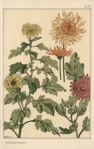 Badanie botaniczne chryzantem autorstwa Eugene Grasset
