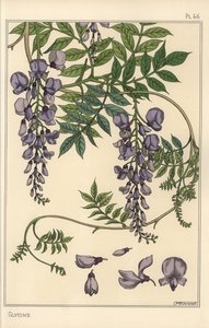 Badanie botaniczne glicyny autorstwa Eugene Grasset