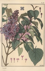 Badanie botaniczne bzu. autorstwa Eugene Grasset