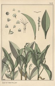 Konwalia, studium botaniczne autorstwa Eugene Grasset