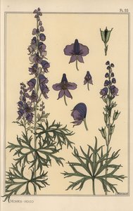 Studium botaniczne mnichów autorstwa Eugene Grasset