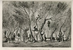 Kolekcja oliwek w regionie Amphiss, rys. E.Guillaume, ilustrująca historię Henri Belle: Voyage en Greece autorstwa Eugene Guillaume