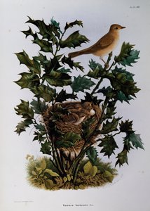 Lasówka ogrodowa (Sylvia hortensis), rycina Oscar Dressler, z Historii naturalnej ptaków gniazdujących w Lombardii, Eugenio Bettoni (1845-1898), Włochy