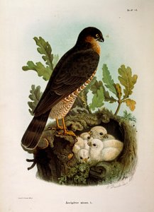 Ilustracja z „Historii naturalnej ptaków gniazdujących w Lombardii” Eugenio Bettoniego przedstawiająca krogulca Accipiter nisus, autorstwa Oscara Dresslera