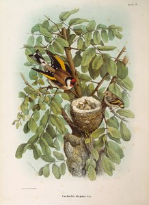 Ilustracja z „Historii naturalnej ptaków gniazdujących w Lombardii” Eugenio Bettoniego przedstawiającej europejską rodzinę szczygieł Carduelis carduelis, autorstwa Oscara Dresslera