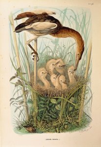 Ilustracja z „Historii naturalnej ptaków gniazdujących w Lombardii” Eugenio Bettoniego przedstawiająca bączka Ixobrychus minutus, autorstwa Oscara Dresslera