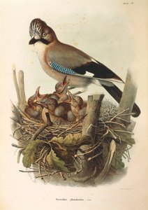 Ilustracja z „Historii naturalnej ptaków gniazdujących w Lombardii” Eugenio Bettoniego przedstawiająca sójkę pospolitą Garrulus glandarius, autorstwa Oscara Dresslera