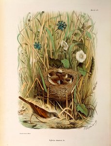 Ilustracja z „Historii naturalnej ptaków gniazdujących w Lombardii” Eugenio Bettoniego przedstawiająca białogardło Sylvia communis lub cinerea, autorstwa Oscara Dresslera