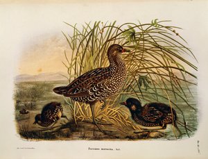 Ilustracja z „Historii naturalnej ptaków gniazdujących w Lombardii” Eugenio Bettoniego przedstawiająca derkaczkę Porzana porzana, autorstwa Oscara Dresslera autorstwa Eugenio Bettoni, Oscar Dressler