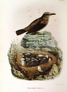 Ilustracja z „Historii naturalnej ptaków gniazdujących w Lombardii” Eugenio Bettoniego przedstawiająca drozda modraszki Monticola solitarius, autorstwa Oscara Dresslera