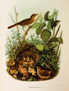 Ilustracja z „Historii naturalnej ptaków gniazdujących w Lombardii” Eugenio Bettoniego przedstawiająca słowika Luscinia megarhynchos, autorstwa Oscara Dresslera