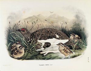 Ilustracja z „Historii naturalnej ptaków gniazdujących w Lombardii” Eugenio Bettoniego przedstawiająca Ptarmigan skalny Lagopus muta, autorstwa Oscara Dresslera