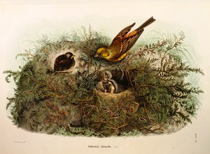 Ilustracja z „Historii naturalnej ptaków gniazdujących w Lombardii” Eugenio Bettoniego przedstawiająca Yellowhammer Emberiza citrinella, autorstwa Oscara Dresslera