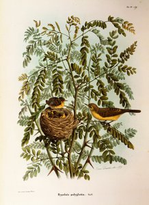 Ilustracja z „Historii naturalnej ptaków gniazdujących w Lombardii” Eugenio Bettoniego przedstawiająca Melodious Warbler Hippolais polyglotta, autorstwa Oscara Dresslera