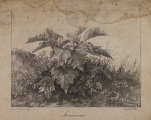 Stramonium autorstwa Eugenio Landesio