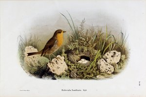 Reprezentacja Czerwonego Wąwozu (Rubecula familiaris) (Chromolitografia)