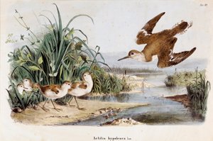 Reprezentacja guiniety Becassine Chevalier (Actitis hypoleuca) (chromolitografia
