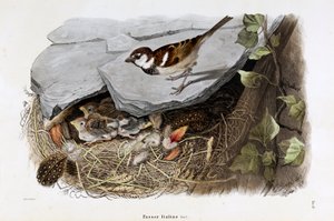 Przedstawienie wróbla cisalpejskiego (Passer domesticus italiae lub wróbel włoski) (chromolitografia