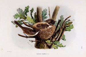 Reprezentacja Falvette Curruca Orphea (chromolitografia)