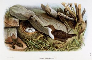 Przedstawienie ptaka nurkującego Cincle (Cinclus aquaticus) (Chromolitografia)