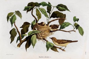 Reprezentacja ptaka Hipolais salicaria Warbler (Chromolitografia)