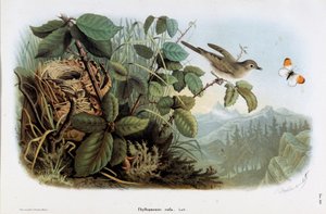 Reprezentacja welonika kurzego (Phyllopneuste rufa) (Chiffchaff) (Chromolitografia