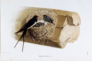 Reprezentacja jaskółki gniazdowej (Hirundo rustica lub jaskółka) (chromolitografia)