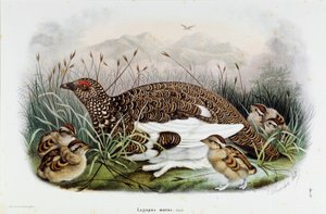 Reprezentacja kuropatwy (Partridge lub Lagopus mutus) (Chromolitografia)