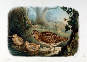 Reprezentacja dzioba drewna (Scolopax rusticola lub Woodck) (Chromolithography)