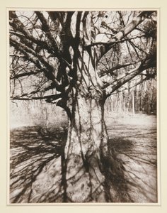 Drzewo bukowe autorstwa Eugène Atget