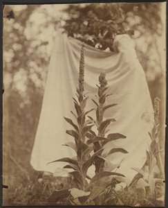 Bouillon Blanc (dziewanna) autorstwa Eugène Atget