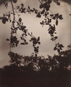 gałąź jabłoni autorstwa Eugène Atget