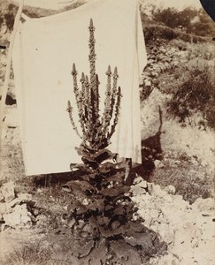 Dziewanna w rozkwicie autorstwa Eugène Atget