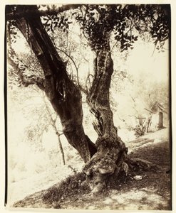 Olivier, Nicea, ok.1900 autorstwa Eugène Atget