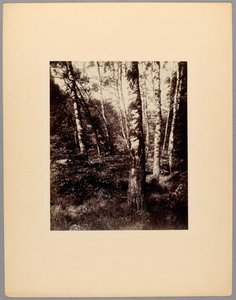 Saint-Cloud Park autorstwa Eugène Atget