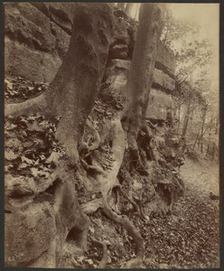 Saint-Cloud Park autorstwa Eugène Atget