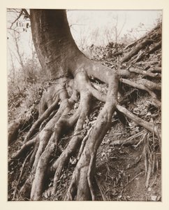 Saint-Cloud autorstwa Eugène Atget