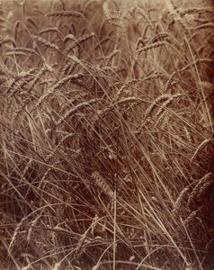 Pszenica autorstwa Eugène Atget