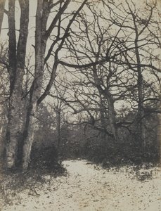 [Las Fontainebleau], ca. 1860. autorstwa Eugène Cuvelier