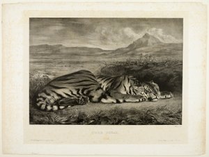 Tygrys bengalski autorstwa Eugène Delacroix
