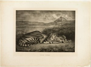 Tygrys bengalski autorstwa Eugène Delacroix