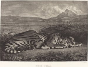 Królewski Tygrys Tygrys Królewski, 1829. autorstwa Eugène Delacroix