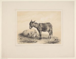 Rustende pakezel Diverse dieren (tytuł serii) Badania na zwierzętach (tytuł serii) autorstwa Eugène Verboeckhoven