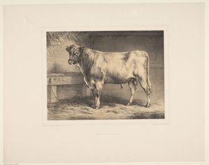 Stier Diverse dieren (tytuł serii) Badania na zwierzętach (tytuł serii)