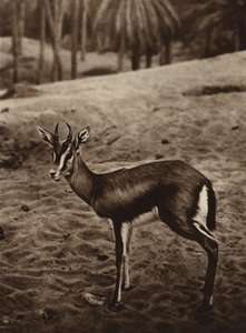 Gazela na skraju oazy Nefta (zdjęcie czarno-białe) autorstwa European Photographer