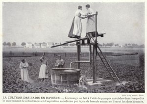 Kultura rzodkiewki w Bawarii (zdjęcie czarno-białe) autorstwa European Photographer