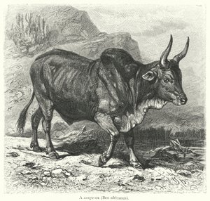 Sanga-ox, Bos africanus (rycina) autorstwa European School